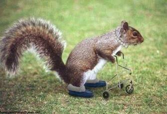 Funny Squirrel Wallpaper Picture