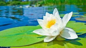 Water Lily Pond Wallpaper HD Desktop