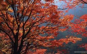Fall Foliage Wallpaper For Desktop