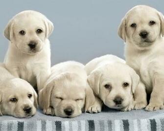 Image For Dog Wallpaper Cute Funny Beautiful Puppies8 Jpg