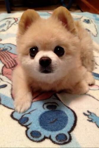 Cute Pomeranian Pair Wallpaper M5x Eu