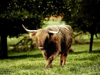 Horny Beast Wallpaper And Image Pictures Photos