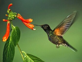 Bollywood Actresses HD Wallpaper Hummingbird