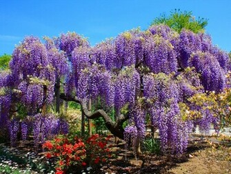 Wisteria Tree Wallpaper