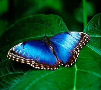 Butterfly Wallpaper HD Android Apps And Tests Androidpit