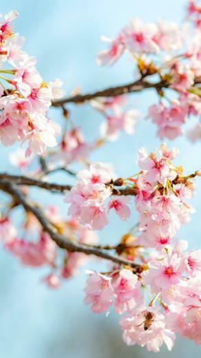 Sakura Bloom Pink Flowers Twigs Spring iPhone