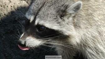 North American Wildlife Wallpaper Image