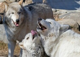 Arctic Wolf Pack Foto Artis Candydoll