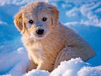 Dogs Image Soo Cute