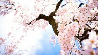 Sakura Flower Wallpaper HD
