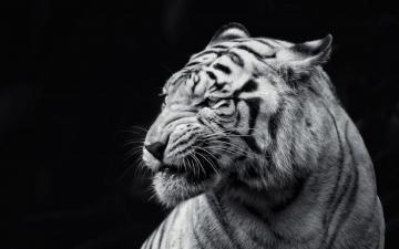 White Tiger Wallpaper Pictures