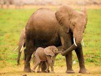 Cute Elephants Babies Wallpaper