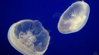 Wallpaper Moon Jelly Aurelia Aurita X HDtv 1080p
