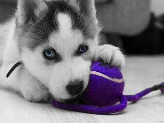 Husky Wallpaper