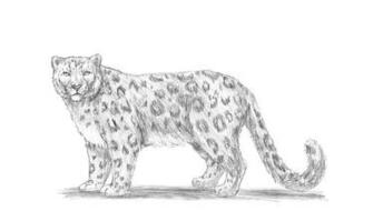 Leopard Drawing Step By Optional You Can