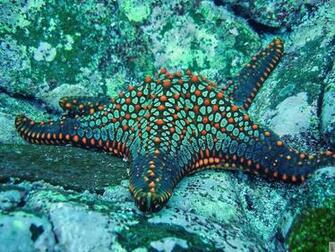 Related Keywords Suggestions For Ocean Starfish