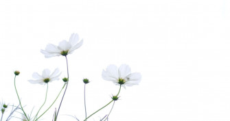 Enjoy The Beauty Of Spring Wallpaper