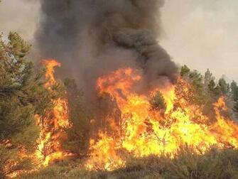 Wildland Fire Wallpaper 53k Birch