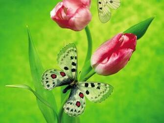 For Get Live Butterfly Wallpaper And Make This