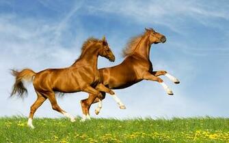 Horses Running