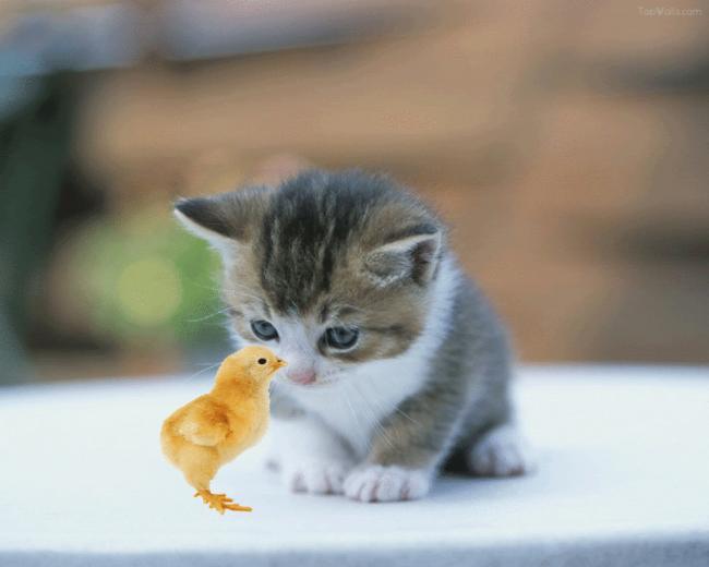 Wallpaper Gambar Kucing Lucu Bergerak Dan Menggemaskan