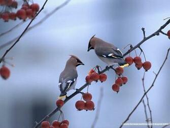 Birds In Winter Vol Variety Lovely Little Bird Wallpaper