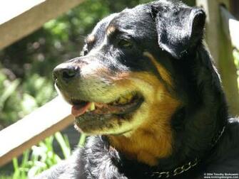 Beautiful Rottweiler Wallpaper