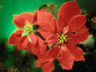 Poinsettia Wallpaper Release Date Specs Re Redesign And Price