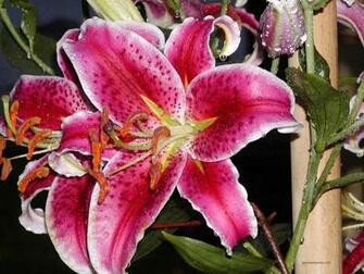 Lily Wallpaper Stargazer