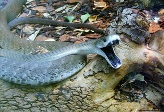 Black Mamba Snake Wallpaper New Wallpapernew