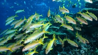 Ocean Life Background Wallpaper HD
