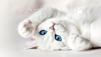 White Cats Wallpaper