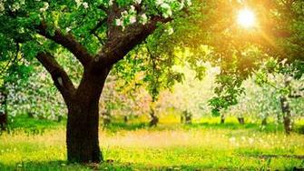 Beautiful Spring Desktop Background Wallpaper