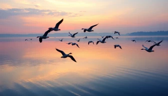 Canada Geese Wallpaper