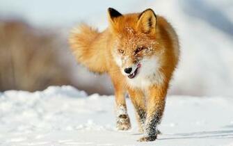 Beautiful And Cute Animals Wallpaper