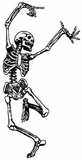 Funny Skeleton Image HD Wallpaper Pretty