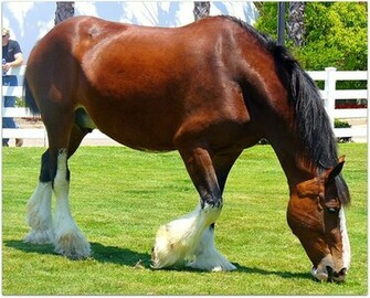 Clydesdale Wallpaper
