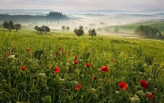 Tuscany Meadow Wallpaper Stock Photos