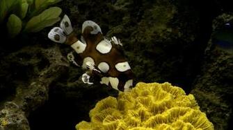 Saltwater Aquarium Wallpaper