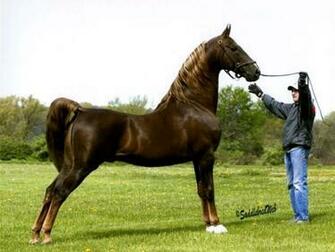 J M On Gaited Horses