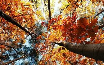 Windows Xp Autumn Wallpaper High Definition