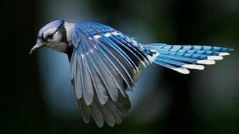 Blue Jay Wallpaper