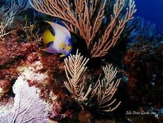 Scuba Diving Screen Savers