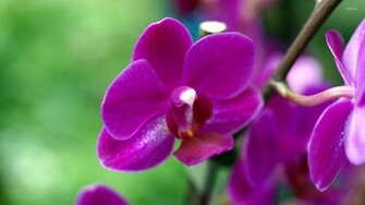Purple Orchid Wallpaper Flower