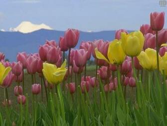 Field Of Tulips Wallpaper