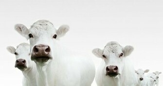 Cute Cows Photo Bestepics