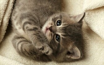 Beautiful Animals Wallpaper Which Is Under The