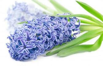 Hyacinth Wallpaper