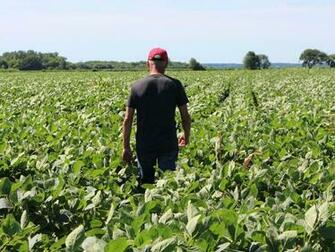 Trump China Trade War Farmers Are Desperate For A Deal Vox