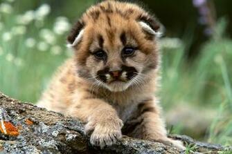 Beautiful Wallpaper Baby Cheetah